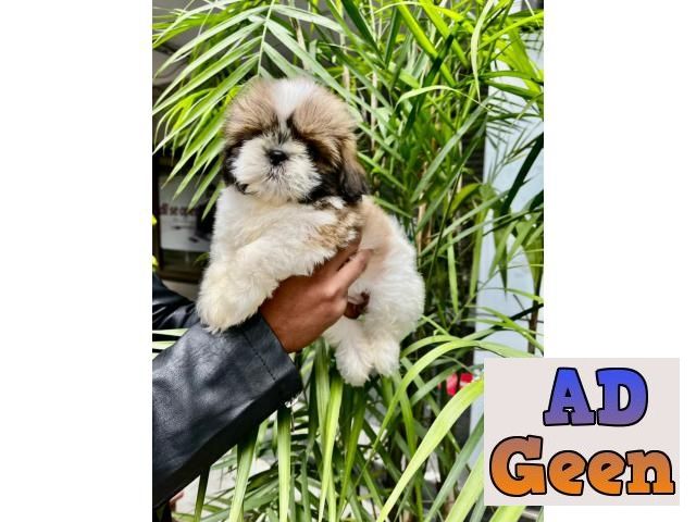 used Shih Tzu buy sale puppies available in Delhi for sale for sale 
